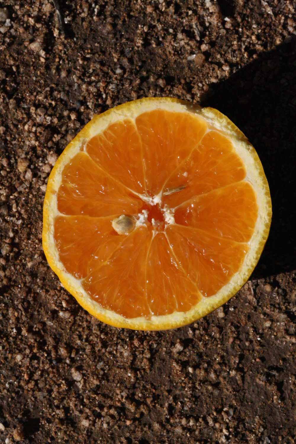              Fruit cross-section (Riverside, CA)       